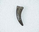 Acheroraptor Tooth - Paronychodon Morphological Characteristics #12288-1